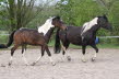 2010 Pferde Pancho Spirith